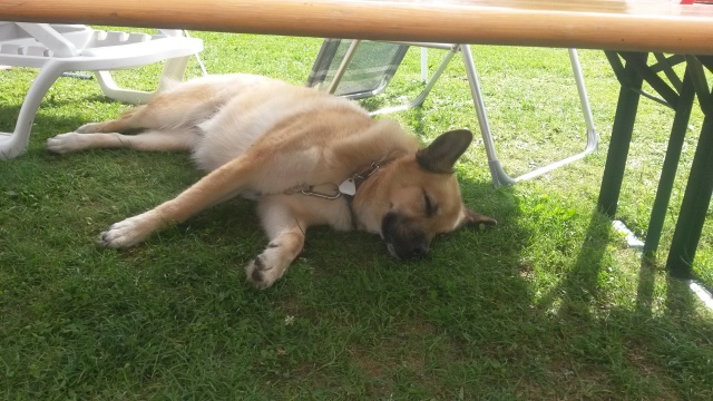 ../fotos/het_verlaat_2017/2017-07-15 17.23.48.jpg